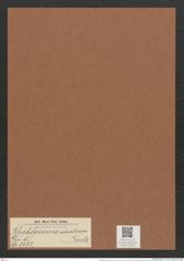 Rhabdonema adriaticum Kuetz. (de-Toni-Nr.: Genus 95, Species 3072) Zeichnungen Sammlung Grunow Mappe 03299 (Herbarium_W_Grunow_drawings_Folder_03299)